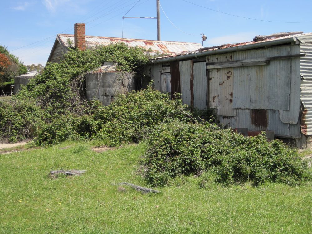 Get on top of woody weeds this Summer