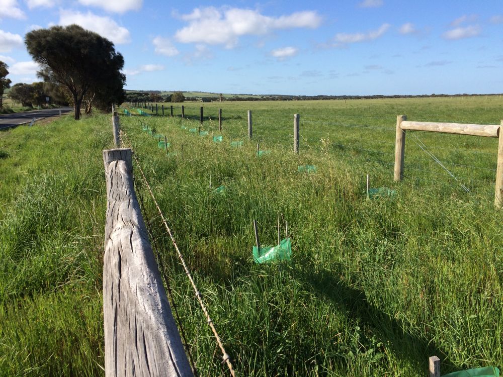Get on top of weeds before planting trees